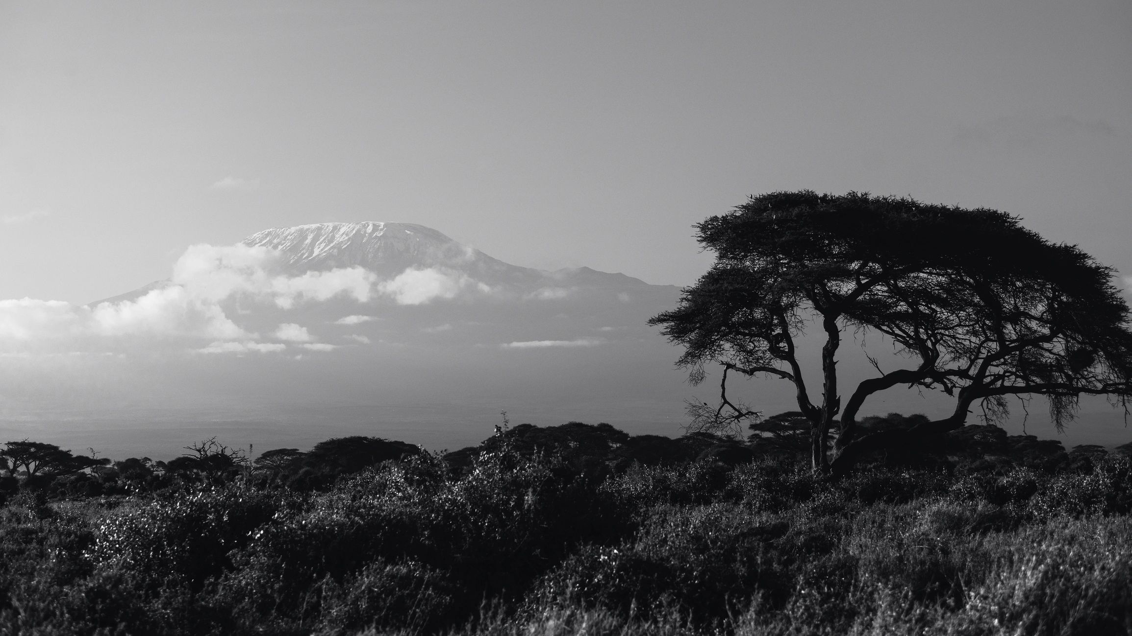 Mount Kilimanjaro snow-capped summit rising above the clouds at dawn