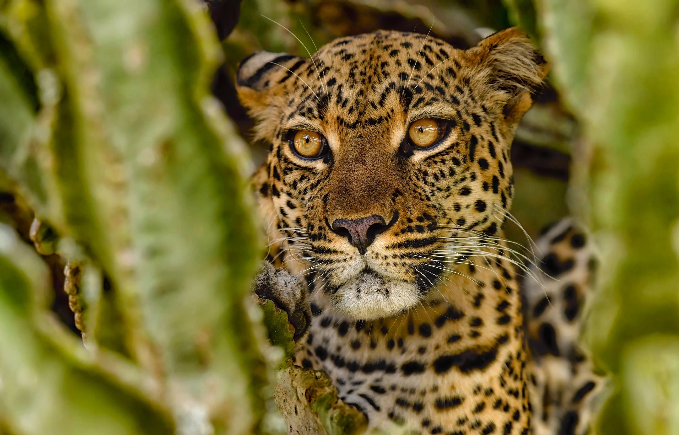 Leopard resting in an acacia tree surveying the African bush
