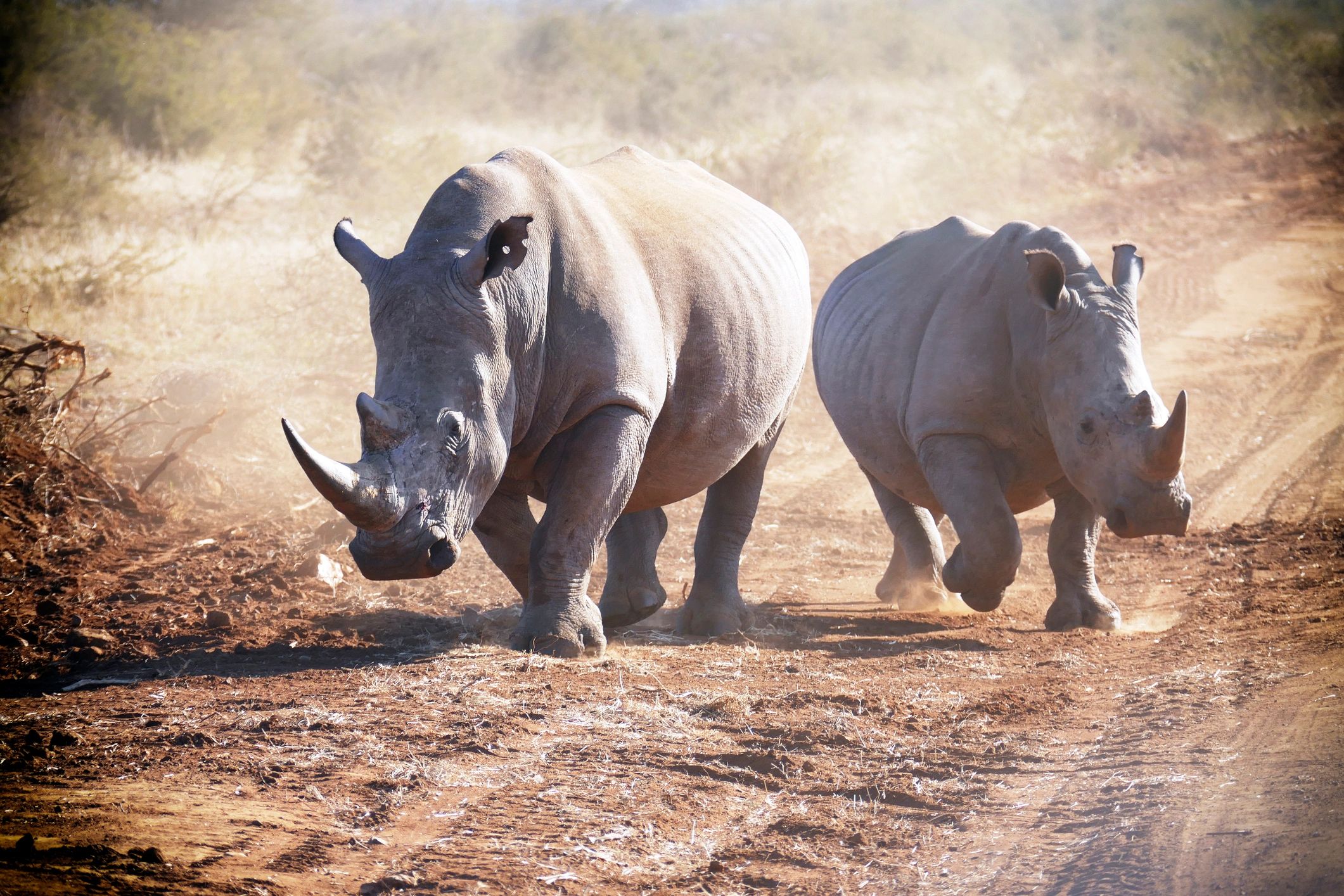 Two white rhinoceros running through dust in the Madikwe Reserve